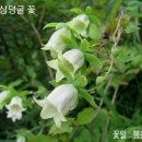 만삼