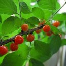 앵두나무 - 성남시 수정구 산성대로 245-5 | 앵두나무