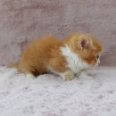 강남고양이분양 러브앤캣 이미지