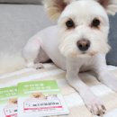 베스트동물병원 네이버블로그