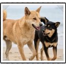 빌리지독 이미지