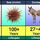 알았당개 이미지