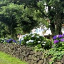 성이시돌복지의원 | 제주 '성이시돌복지의원' 수국