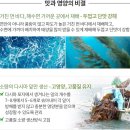 애터미 서생산 자른 다시마 이미지