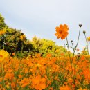 큰꽃지천 이미지