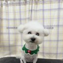 탱스땡스 이미지