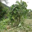 돌배농원 이미지