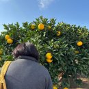 대정읍사무소 | 겨울 제주 3박4일여행-1