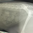 아이본 동물병원 이미지