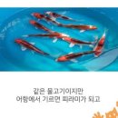 코이(Koi)