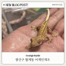 호반세탁소 | [광주 파충류샵] Again gecko