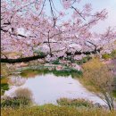 4월2일(일)🌸벚꽃놀이(국립현충원)~한강걷기~저정공원 전망대 이미지
