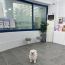 멍뭉이발소 네이버블로그