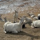 청춘목장 이미지