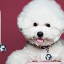 펫북(Pet Book) 네이버블로그