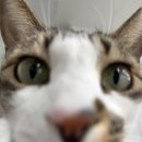 동물보육원 이미지