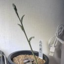 라스콤