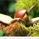 토실 토실 이미지