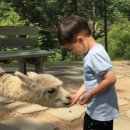 알파카프라자 이미지