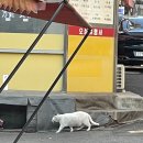 극동사진관 이미지