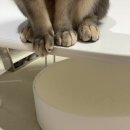 화이트펫# | 고양이원형스크래쳐 펫볼루션 화이트 대형 솔직 후기