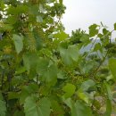 고무신농원 이미지