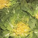 김영식농장 이미지