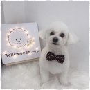 강아지미용실_편안 이미지