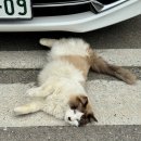 신페이 | 차: (2)번째 (수타우동 마츠바라, 다카마쓰 유메타운 GU, 붓쇼잔 온천, 신페이 우동, 마루나카 마트 음식)
