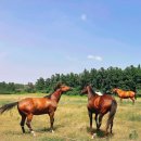 위드목장 이미지