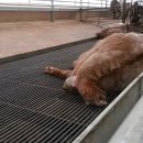 조산농장 이미지