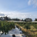 정우농장 2 이미지