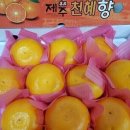 달콤한 천혜향(비품18박스마지막물량)/맛좋은 한라봉할인판매 이미지