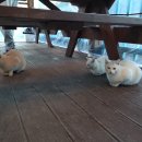 포휴하우스 이미지