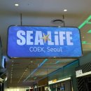 해저터널 | 서울 강남 씨라이프 코엑스 아쿠아리움 후기 가을 여행지 추천 해저 터널 인어공주 공연 꿀팁