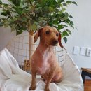 초원애견샵 이미지