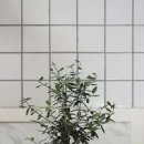 올리브나무 이미지