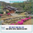고봉문집목판(빙월당) | 광산구 봄꽃 명소 추천｜분홍 철쭉이 피어난 월봉서원 봄나들이