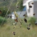 정안마을 이미지