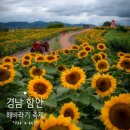 [ 경남 함안 ] 흐린 날에도 예뻤던 강주 해바라기 마을 축제장 개화율 (주차장)