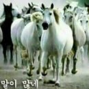 회초랑 이미지