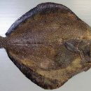 나라회초밥 이미지