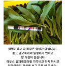 2차주문)홍천산재배 잎명이 주문 받습니다 이미지