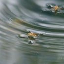 소금쟁이 이미지