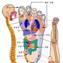 발의 지압과 건강 [,경북구미시상가주택,정보카페] 이미지