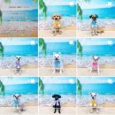 멍뭉이발소 이미지