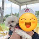 아이빅쓰리커피엔드케이스 | 강릉 감성카페 '엔드 투 앤드' 후기 | 반려견과 함께한 물멍 힐링 여행