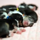 라임레이디 이미지