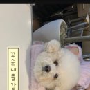 댕댕스토리 이미지