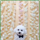 일산애견 이미지